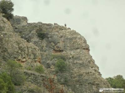 Hoces Río Duratón-Sepúlveda; la acebeda rutas de senderismo foro montañero puente de octubre